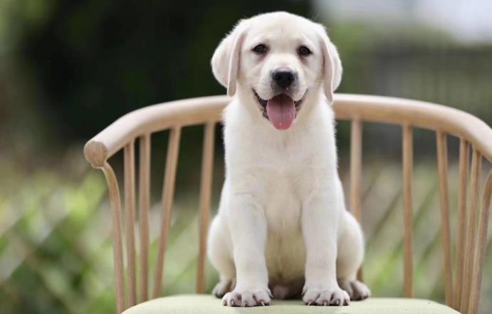拉布拉多犬致命缺点你知道么？新手看完你还敢养吗