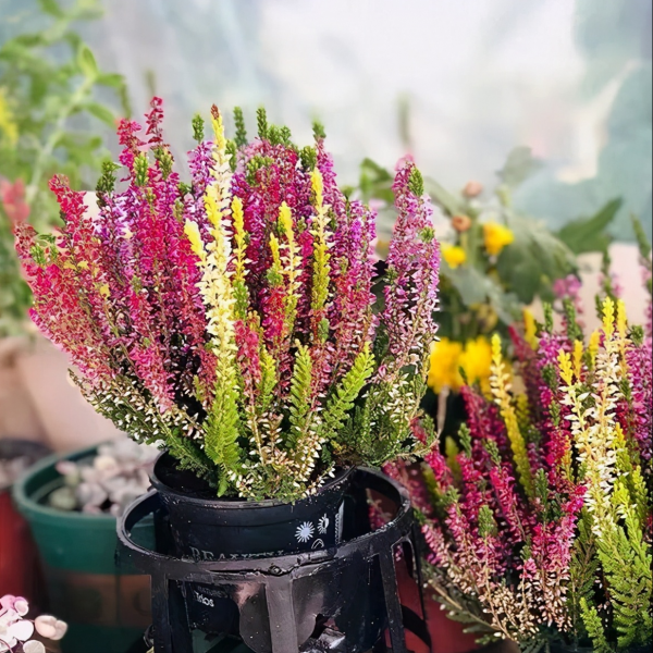 耐热花卉植物_耐热力强的花卉耐寒力也很强_耐热的花卉有哪些